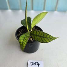 Load image into Gallery viewer, #D54 Hoya Sp. Kalimantan