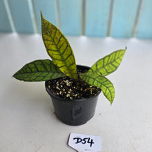 Load image into Gallery viewer, #D54 Hoya Sp. Kalimantan