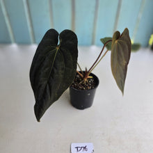 Load image into Gallery viewer, #D76 Anthurium Papillilaminum x