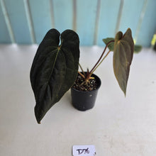 Load image into Gallery viewer, #D76 Anthurium Papillilaminum x