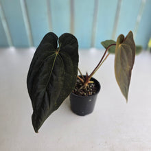 Load image into Gallery viewer, #D76 Anthurium Papillilaminum x