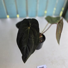 Load image into Gallery viewer, #D76 Anthurium Papillilaminum x