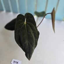 Load image into Gallery viewer, #D76 Anthurium Papillilaminum x