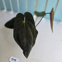 Load image into Gallery viewer, #D76 Anthurium Papillilaminum x