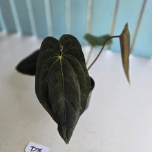 Load image into Gallery viewer, #D76 Anthurium Papillilaminum x
