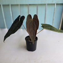 Load image into Gallery viewer, #D76 Anthurium Papillilaminum x