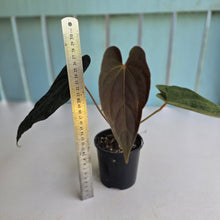 Load image into Gallery viewer, #D76 Anthurium Papillilaminum x