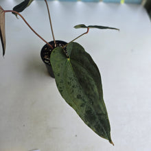 Load image into Gallery viewer, #D76 Anthurium Papillilaminum x