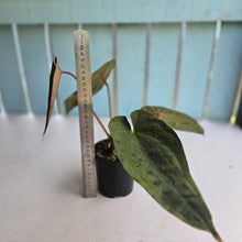 Load image into Gallery viewer, #D76 Anthurium Papillilaminum x