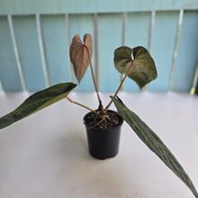 Load image into Gallery viewer, #D76 Anthurium Papillilaminum x