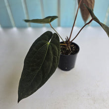 Load image into Gallery viewer, #D76 Anthurium Papillilaminum x