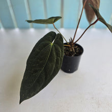 Load image into Gallery viewer, #D76 Anthurium Papillilaminum x