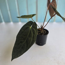 Load image into Gallery viewer, #D76 Anthurium Papillilaminum x