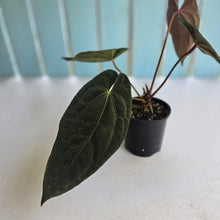 Load image into Gallery viewer, #D76 Anthurium Papillilaminum x