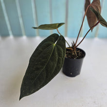 Load image into Gallery viewer, #D76 Anthurium Papillilaminum x