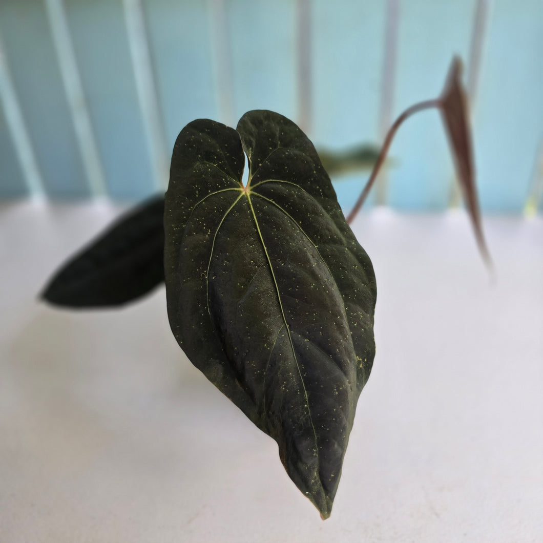 #D76 Anthurium Papillilaminum x