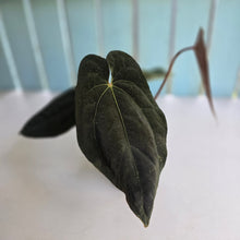 Load image into Gallery viewer, #D76 Anthurium Papillilaminum x