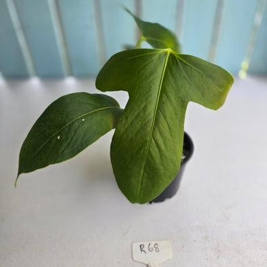 #R68 Anthurium Truncicola