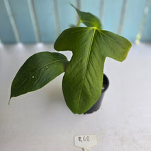 Load image into Gallery viewer, #R68 Anthurium Truncicola