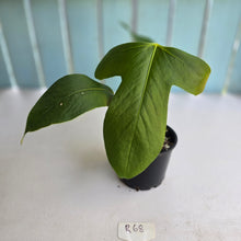 Load image into Gallery viewer, #R68 Anthurium Truncicola