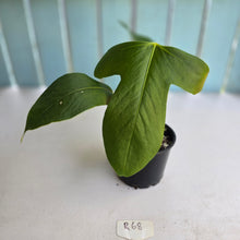 Load image into Gallery viewer, #R68 Anthurium Truncicola