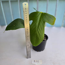 Load image into Gallery viewer, #R68 Anthurium Truncicola