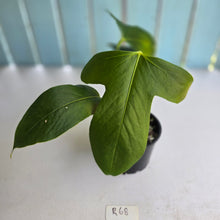 Load image into Gallery viewer, #R68 Anthurium Truncicola