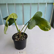 Load image into Gallery viewer, #R68 Anthurium Truncicola