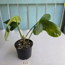 Load image into Gallery viewer, #R68 Anthurium Truncicola