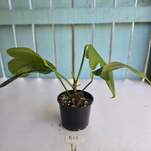 Load image into Gallery viewer, #R68 Anthurium Truncicola