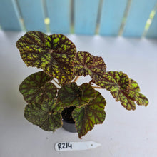 Load image into Gallery viewer, #R214 Begonia Cowardly Lion