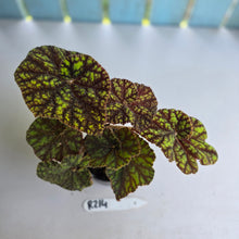 Load image into Gallery viewer, #R214 Begonia Cowardly Lion