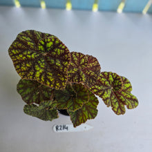 Load image into Gallery viewer, #R214 Begonia Cowardly Lion