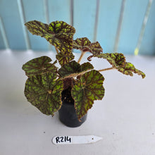 Load image into Gallery viewer, #R214 Begonia Cowardly Lion