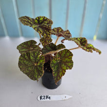 Load image into Gallery viewer, #R214 Begonia Cowardly Lion