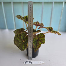 Load image into Gallery viewer, #R214 Begonia Cowardly Lion