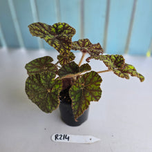 Load image into Gallery viewer, #R214 Begonia Cowardly Lion