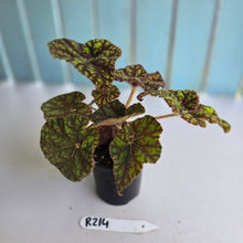 Load image into Gallery viewer, #R214 Begonia Cowardly Lion