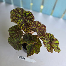 Load image into Gallery viewer, #R214 Begonia Cowardly Lion
