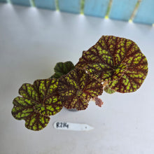 Load image into Gallery viewer, #R214 Begonia Cowardly Lion