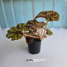 Load image into Gallery viewer, #R214 Begonia Cowardly Lion