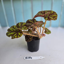 Load image into Gallery viewer, #R214 Begonia Cowardly Lion