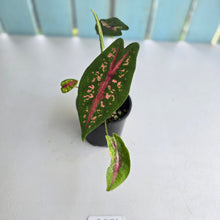 Load image into Gallery viewer, #R371 Caladium Picturatum