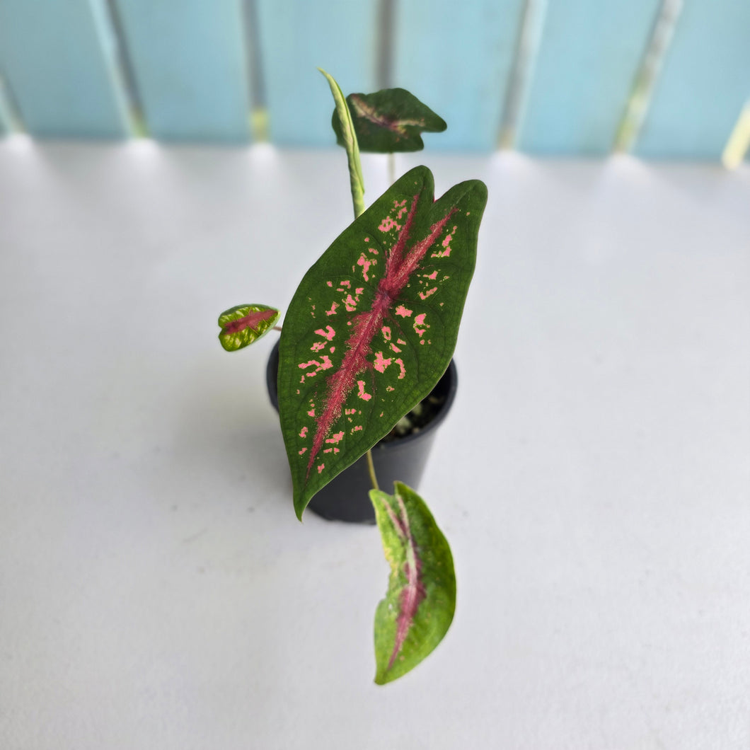 #R371 Caladium Picturatum