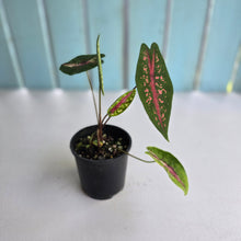 Load image into Gallery viewer, #R371 Caladium Picturatum