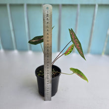 Load image into Gallery viewer, #R371 Caladium Picturatum