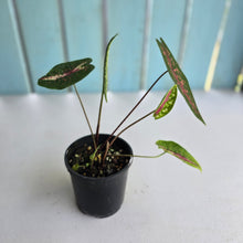 Load image into Gallery viewer, #R371 Caladium Picturatum