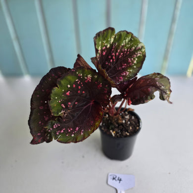 #R4 Begonia Unknown