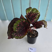 Load image into Gallery viewer, #R4 Begonia Unknown