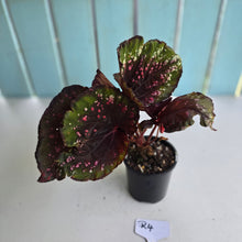 Load image into Gallery viewer, #R4 Begonia Unknown